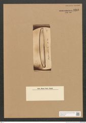 Diatomeae indet. Zeichnungen Sammlung Grunow Nr. 3283 (NHMW-BOT-W0370766)